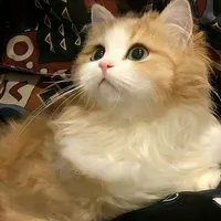 Mèo