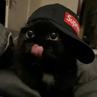 sóc