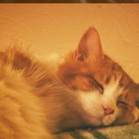 - Trần Lêu Quỳnh