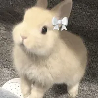 Hệ Thống/tác giả -Puppy
