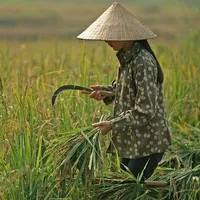 Tư Lụa - Mẹ anh