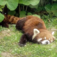 Trúc đỏ đáng iu