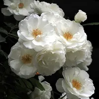 Cố Từ Thanh