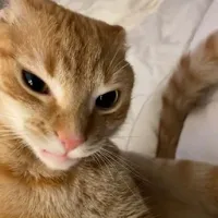 tui nì