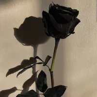 t/g