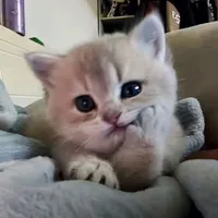 Tác Giả Của Bạnn