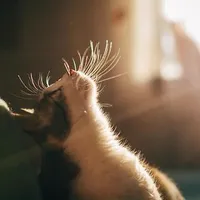 tgiả☝🤓