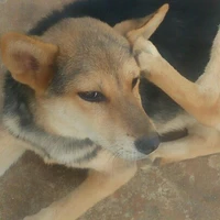 T/G đp zai
