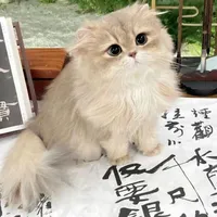 tác giả yêu mèo