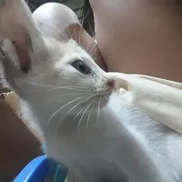 thk Thắng