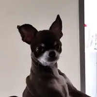 cookie