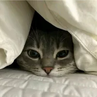 Meo Si Tình