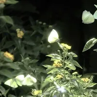 nhóm báo đời của khu Alpha-01