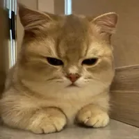 T/g Vô Tư Chiều Fen