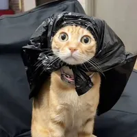 opera.