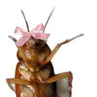 gián côg chúa~~
