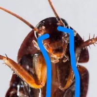 gián mít ướt TT