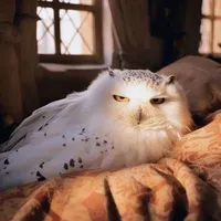 Hedwig.