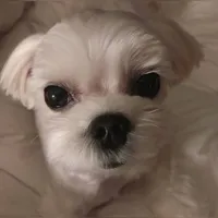Ban Dalgom