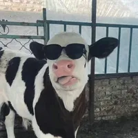 tg tên Bò