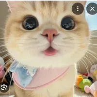 miêu miêu