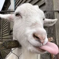 little sheep