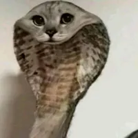 Chà neo