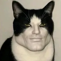mèo đần h/t