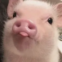 heo lười t/g