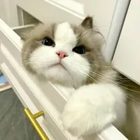 tgia dễ ovthingking 