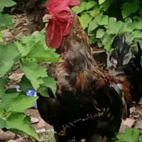 Chicken meomeo gâu gâu