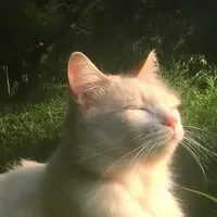 mèo