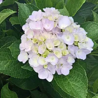 hai nhỏ báo