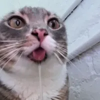 ng của tổ đội
