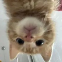 🐥