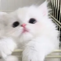 Hẹ hẹ