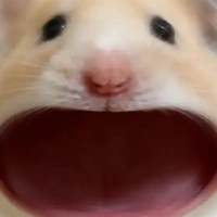 tác giã khùng điên
