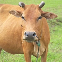bò