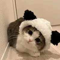 Bông
