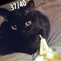 |𝗟ò 𝗩𝗶 𝗦ó𝗻𝗴| ` 𝗚ạ𝗼.