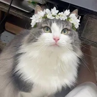 Mèo méo