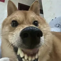 Chó dữ