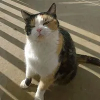 mèo 