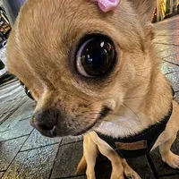 Doremi