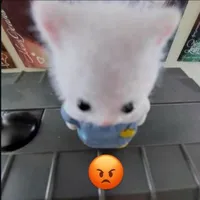 Mậnnn Chuaa 𐔌՞. .՞𐦯