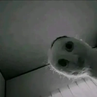 Mèo