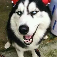 kazue