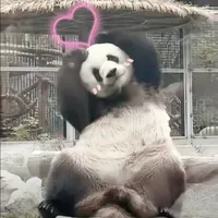 pandy
