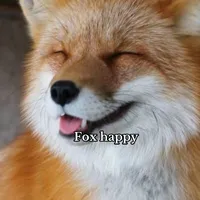 bíbibồ(fox)