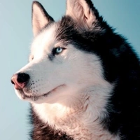 rasbi(husky)